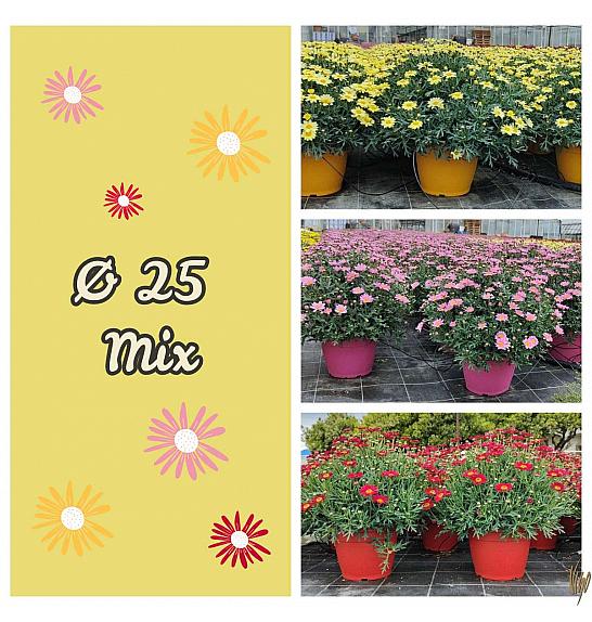 Chrysanthemum frutescens Ø25 mix