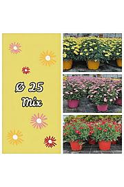 Chrysanthemum frutescens Ø25 mix