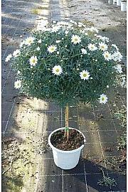 Chrysanthemum frutescens Ø24 bela Na Steblu 30 cm