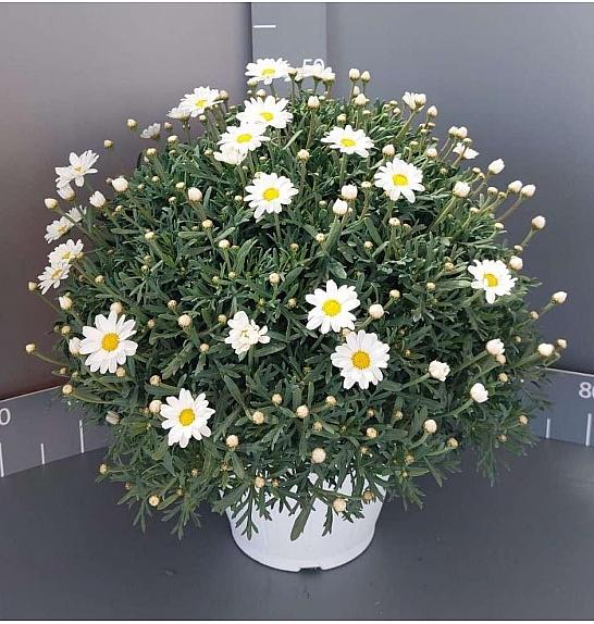 Chrysanthemum frutescens Ø24 bela