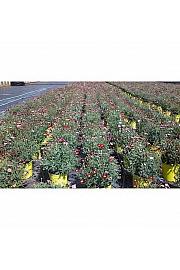 Chrysanthemum frutescens Ø18 trio