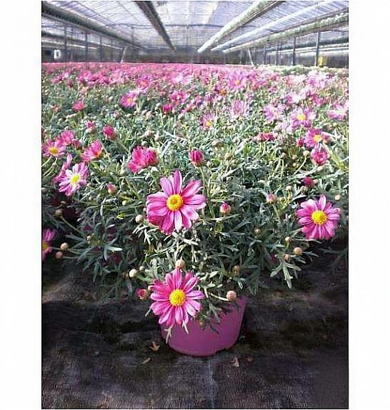 Chrysanthemum frutescens Ø14 roza