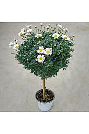 Chrysanthemum frutescens Ø14 rdeča Na Steblu 20 cm
