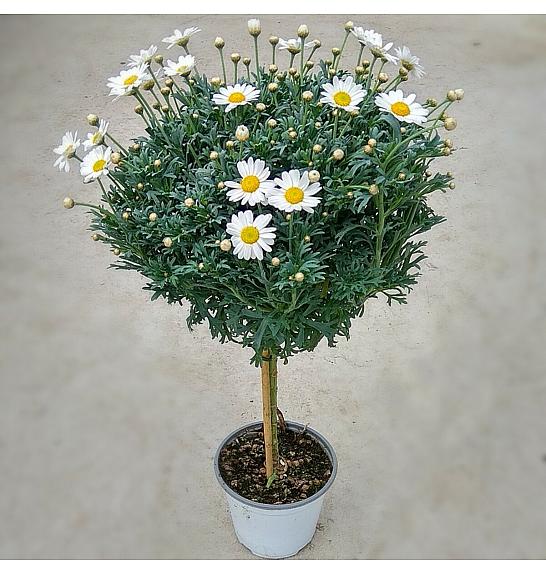 Chrysanthemum frutescens Ø14 rdeča Na Steblu 20 cm