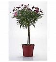 Chrysanthemum frutescens Ø14 rdeča Na Steblu 20 cm