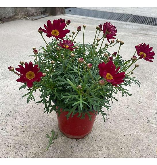 Chrysanthemum frutescens Ø14 rdeča