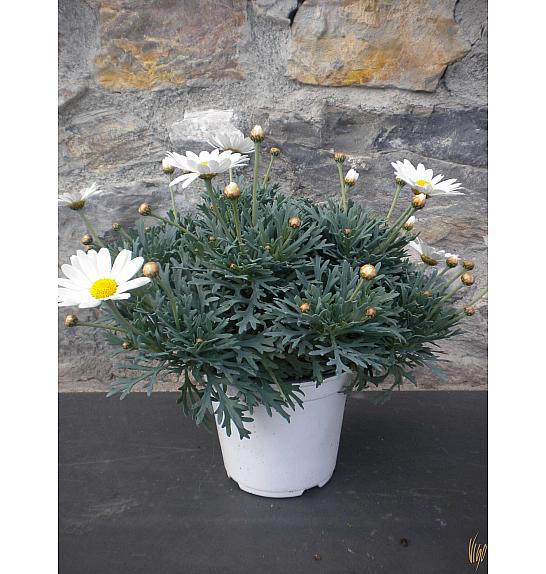 Chrysanthemum frutescens Ø14 bela