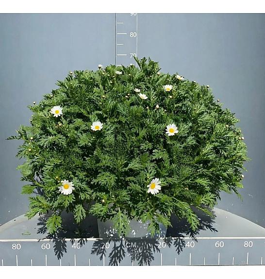 Chrysanthemum frutescens Bofinger Ø35