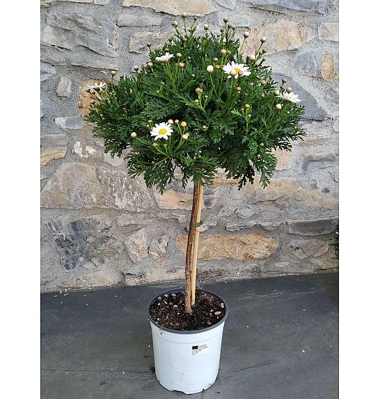 Chrysanthemum frutescens Bofinger Ø18 Na steblu 30 cm