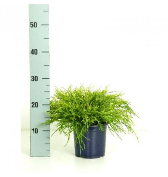 Chamaecyparis pisifera Sungold Ø15 20-30 cm