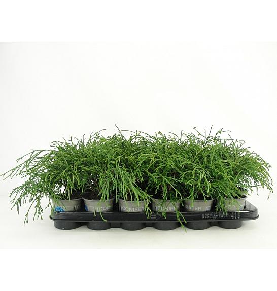 Chamaecyparis pisifera Filifera Nana Ø9