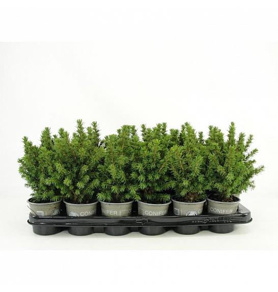 Chamaecyparis pisifera Filifera Nana Ø9