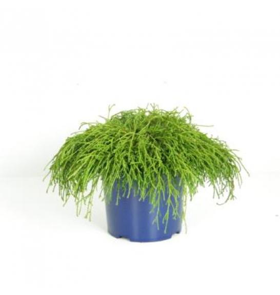 Chamaecyparis pisifera Filifera Nana C5 Lit. 20-30 cm