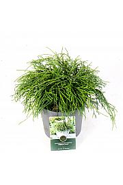 Chamaecyparis pisifera Filifera Nana C2,5 Lit. 25-30 cm