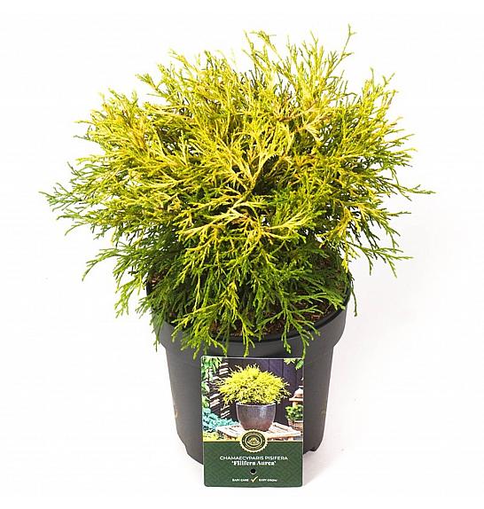 Chamaecyparis pisifera Filifera Aurea C2,5 Lit. 25-30 cm