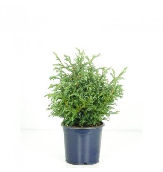Chamaecyparis pisifera Baby Blue Ø15 20-30 cm