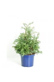 Chamaecyparis pisifera Baby Blue C5 Lit. 30-40 cm
