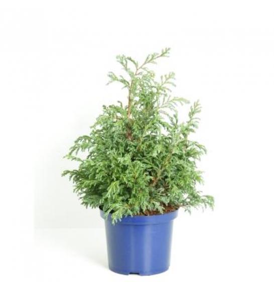 Chamaecyparis pisifera Baby Blue C5 Lit. 30-40 cm