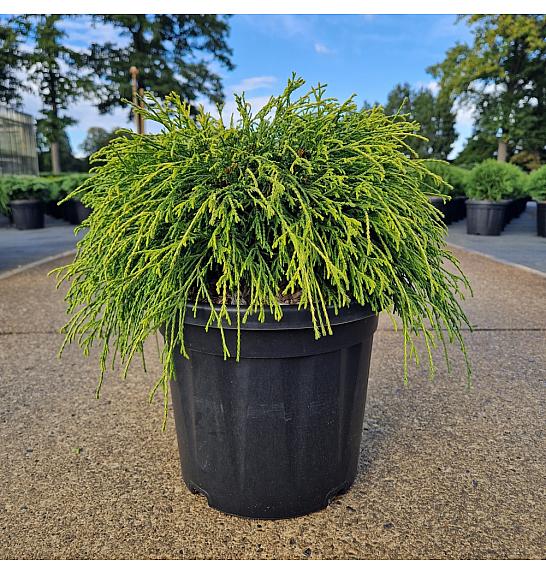 Chamaecyparis pisifera Sungold C8 Lit. 30-40 cm