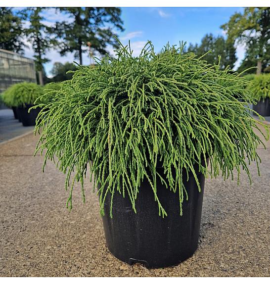 Chamaecyparis pisifera Filifera Nana C8 Lit. 30-35 cm
