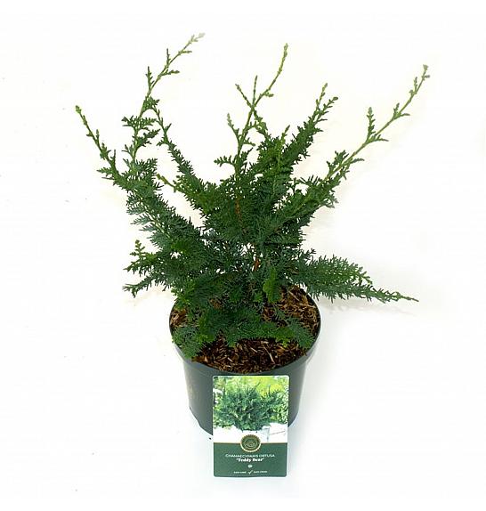 Chamaecyparis obtusa Teddy Bear C2,5 Lit. 20-25 cm