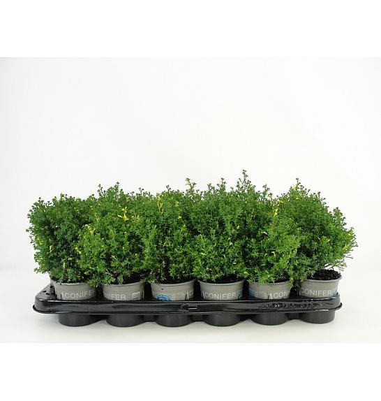 Chamaecyparis obtusa Saffron Spray Ø9