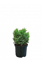Chamaecyparis obtusa Saffron Spray C2,5 Lit. 20-25 cm