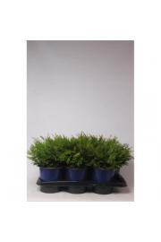 Chamaecyparis obtusa Pygmaea C2 Lit. 20-30 cm