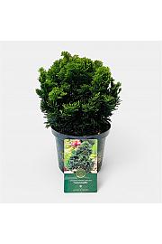Chamaecyparis obtusa Nana Gracilis C2,5 Lit. 15-20 cm