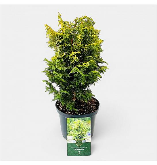 Chamaecyparis obtusa Melody C2,5 Lit. 25-30 cm