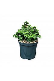 Chamaecyparis obtusa Maureen C2,5 Lit. 15-20 cm