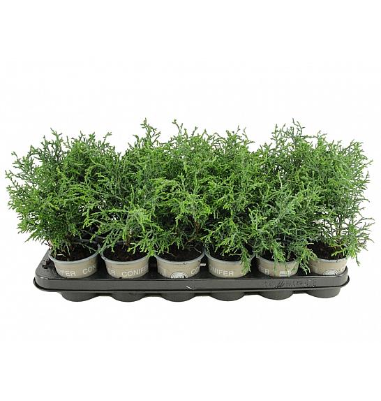 Chamaecyparis obtusa Lycopodioides Ø9