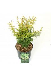 Chamaecyparis obtusa Lucas ᴾᴮᴿ C2,5 Lit. 25-30 cm