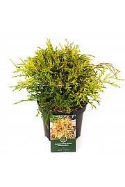 Chamaecyparis obtusa Kamarachiba C2,5 Lit. 20-25 cm