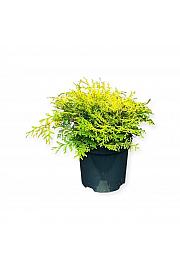 Chamaecyparis obtusa Kamarachiba C2,5 Lit. 25-30 cm