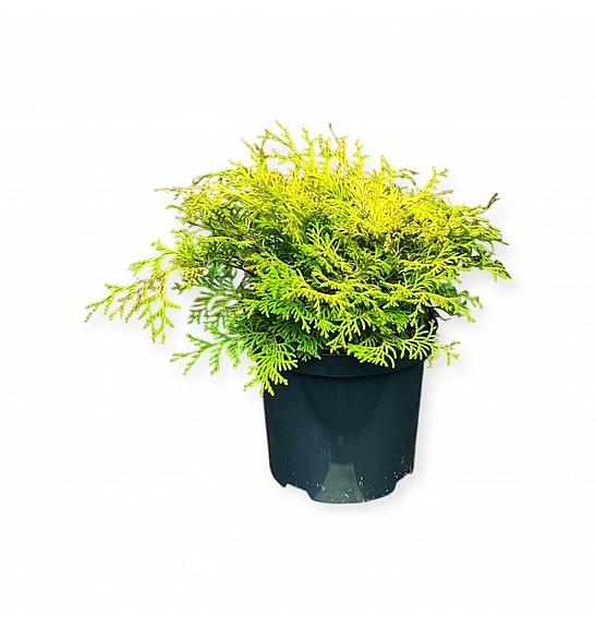 Chamaecyparis obtusa Kamarachiba C2,5 Lit. 25-30 cm