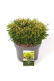 Chamaecyparis obtusa Gitte C5 Lit. 25-30 cm