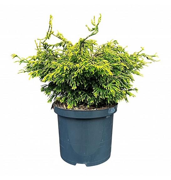 Chamaecyparis obtusa Gitte C5 Lit. 25-30 cm