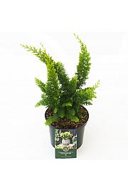 Chamaecyparis obtusa Fernspray Gold C2,5 Lit. 20-25 cm