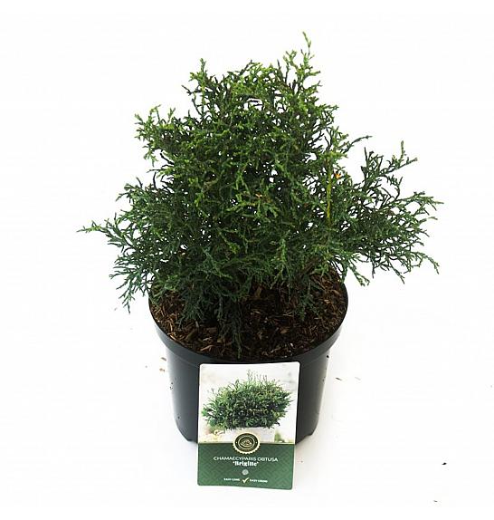 Chamaecyparis obtusa Brigitte C2,5 Lit. 20-25 cm