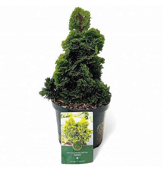 Chamaecyparis obtusa Aurora C2,5 Lit. 15-20 cm