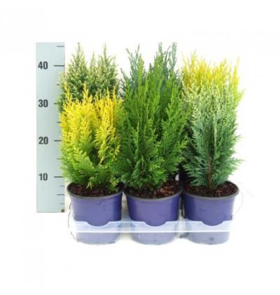 Chamaecyparis Mix Ø15 20-30 cm