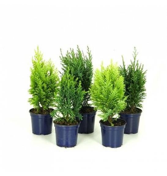 VDBEST CONIFERS