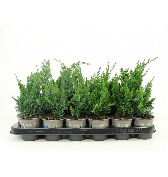 Chamaecyparis lawsoniana Wisselii Ø9