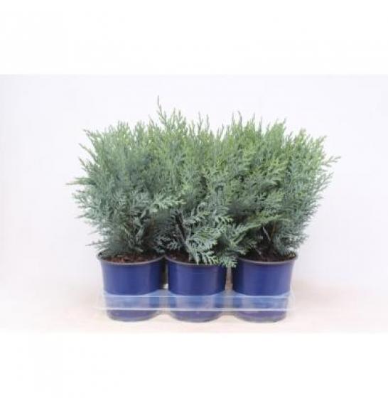 Chamaecyparis lawsoniana van Pelt's Blue Ø15 20-30 cm