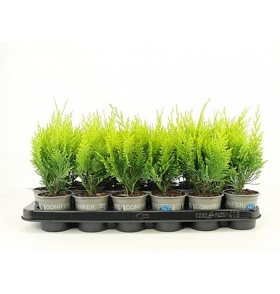 Chamaecyparis lawsoniana Stardust Ø9