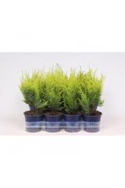 Chamaecyparis lawsoniana Stardust Ø11 10-15 cm
