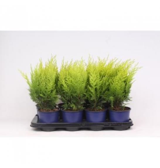 Chamaecyparis lawsoniana Stardust C1 Lit. 15-20 cm