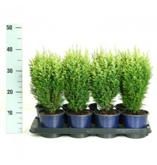 Chamaecyparis lawsoniana Snow White C1 Lit. 15-20 cm