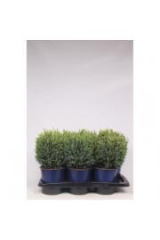 Chamaecyparis lawsoniana Snow White 30-40 cm